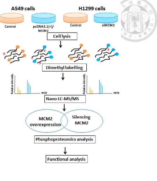 Figure  1.  Schematic  illustration  of  the  experimental  design  of  this  study.  For  MCM2  overexpression  in  A549  cells,  the  cells  were  transfected  with  1  ug  of   MCM2-overexprssing  plasmid  and  harvested  after  24  hours
