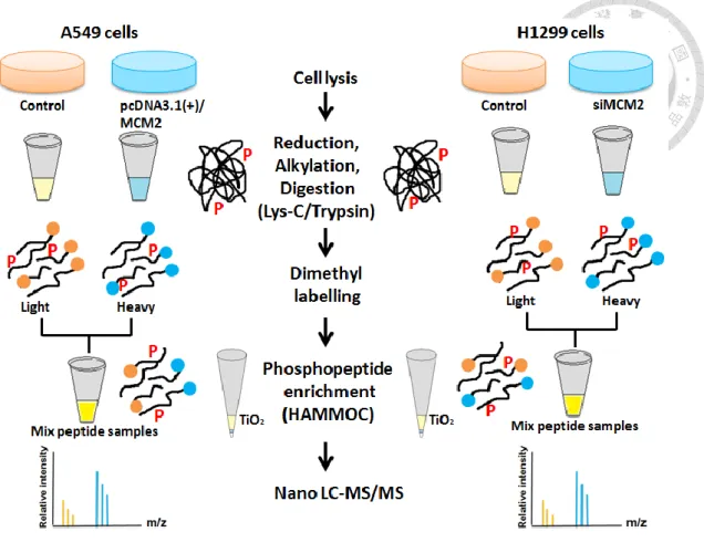 Figure  2.  Schematic  workflow  of  phosphoproteomics.  Protein  was  extracted  from  cell  lysates