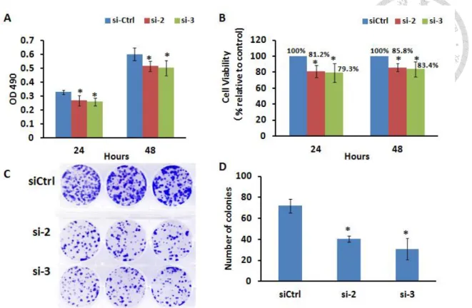 Figure 5. Silencing MCM2 in H1299 cells decreased cell proliferation.  (A) and (B)  The  cell  viability  of  MCM2-silenced  cells