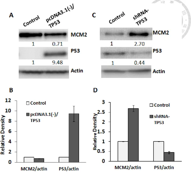 Figure 6. The relationship between P53 and MCM2. (A) and (B) P53 overexpression  in H1299 cells