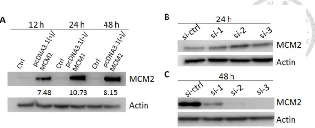 Figure  7.  Confirmation  of  the  MCM2  protein  expression  upon  MCM2  overexpression  in  A549  cells  and  silencing  MCM2  in  H1299  cells