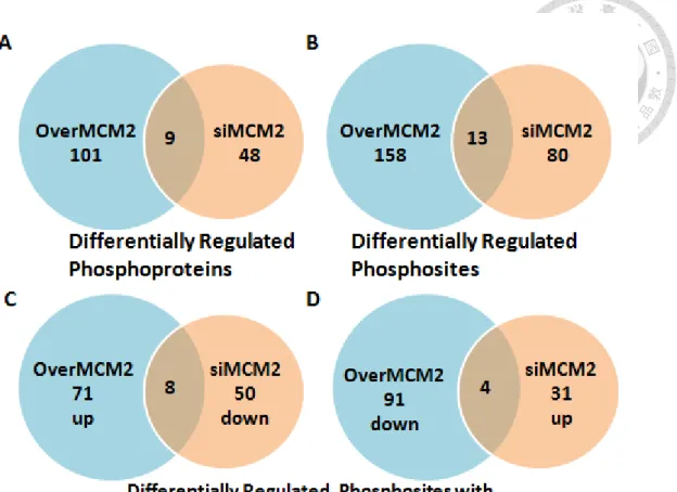Figure  10.  Phosphoproteome  of  MCM2  in  lung  cancer  cells.    (A)  and  (B)  Venn  diagram  showed  the  overlap  of  differentially  regulated  phosphoproteins  and  phosphosites  in  MCM2  overexpression  and  silencing  MCM2