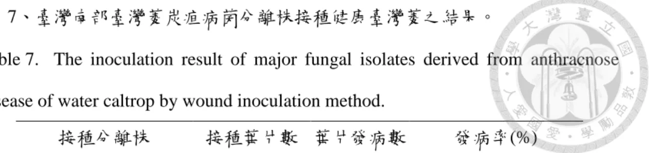 表  7、臺灣南部臺灣菱炭疽病菌分離株接種健康臺灣菱之結果。 