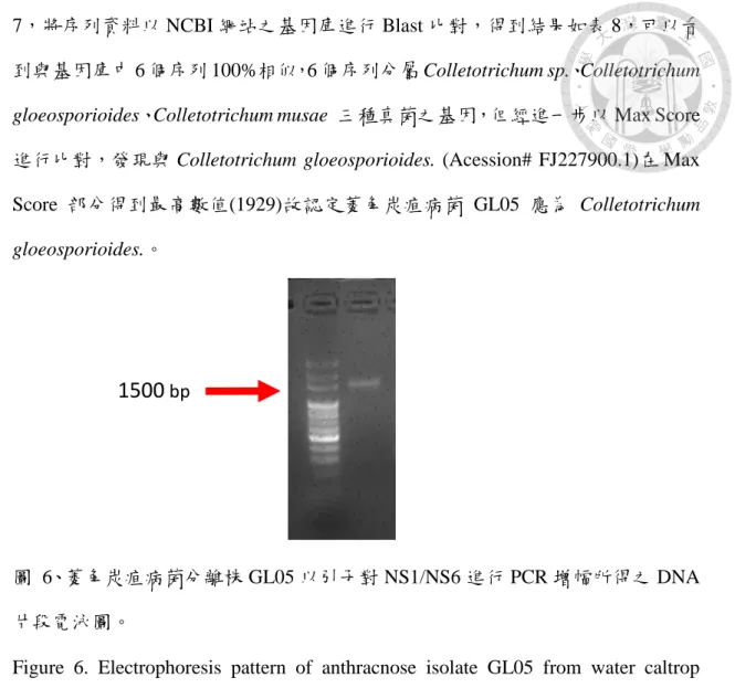 圖  6、菱角炭疽病菌分離株 GL05 以引子對 NS1/NS6 進行 PCR 增幅所得之 DNA 片段電泳圖。 