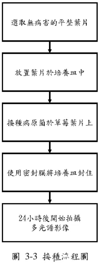 圖  3-3  接種流程圖  3.1.4 後續保濕作業  隨著拍攝的時間拉長，擦手紙會沒有濕度，如果不繼續加水，葉片會乾掉，因 此我們會定期  (每日乙次)  幫擦手紙加水，加水的方式為對每一個樣本分別加些許 水，使用 Pipet 吸取 800  μl  的二次水，分散在樣本的四周跟包覆莖部的擦手紙， 不滴水在葉片上。 