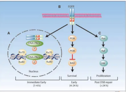 Figure 1-4. A model of EGFR-mediated radioprotection (D. J. Chen &amp; Nirodi, 2007) 