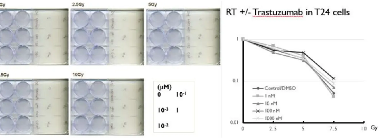 Figure 2-3. Clonogenic assay of trastuzumab +/- RT in T24 cells 