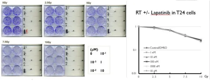 Figure 2-6. Clonogenic assay of lapatinib +/- RT in NTUB1 cells 