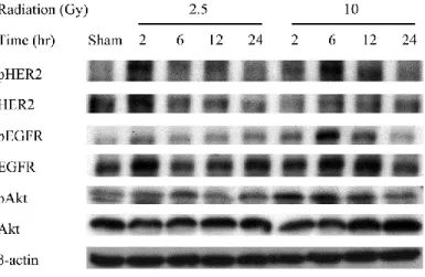Figure 3-2. Radiation activates EGFR and PI3K/Akt pathways at both low and high doses