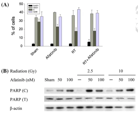 Figure 3-4. Afatinib enhances radiation-induced apoptosis in MBT-2 cells. (A) MBT-2 cells 