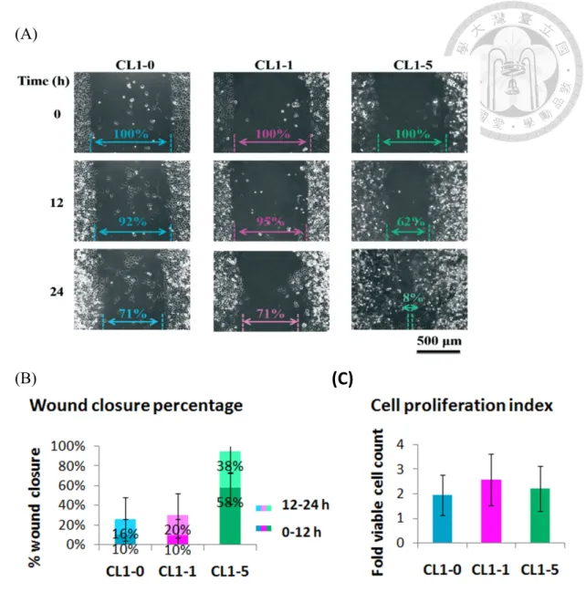 Figure  2.  Migratory  abilities  of  CL1  lung  cancer  sublines,  CL1-0,  CL1-1  and  CL1-5 