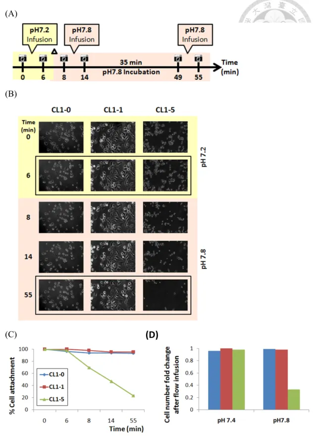 Figure 4.Cell detachment of CL1-0, CL1-1, CL1-5assessed by MD-CaMP 