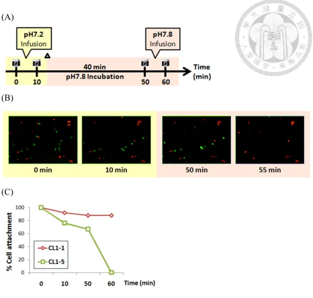 Figure 5. Live cell fractionation in CL1-1,CL1-5 co-cultured system 