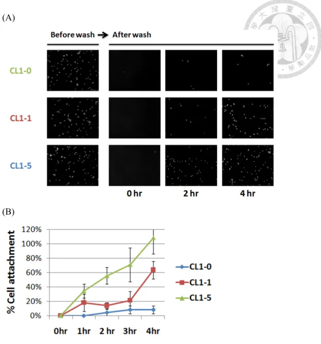 Fig. 7 Cell attachment of CL1-0, CL1-1, CL1-5 on chitosan surface 