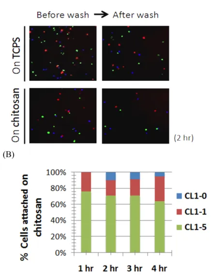 Fig.  8  Cell  fractionation  of  co-cultured  CL1-0,  CL1-1,  CL1-5  by  differential  attachment properties on chitosan surface 