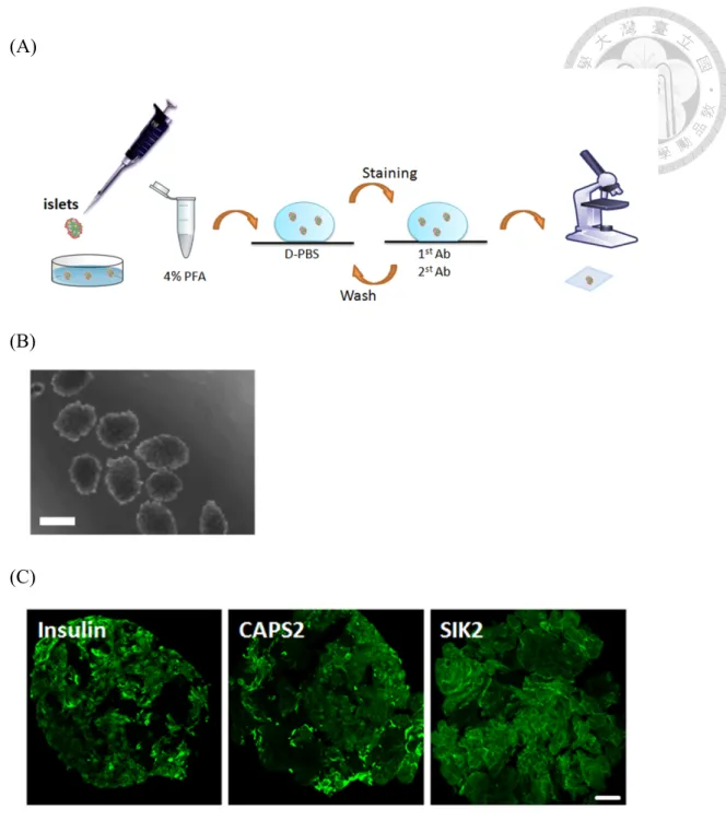 Figure 2. Wholemount immunofluorescent staining of isolated islets 