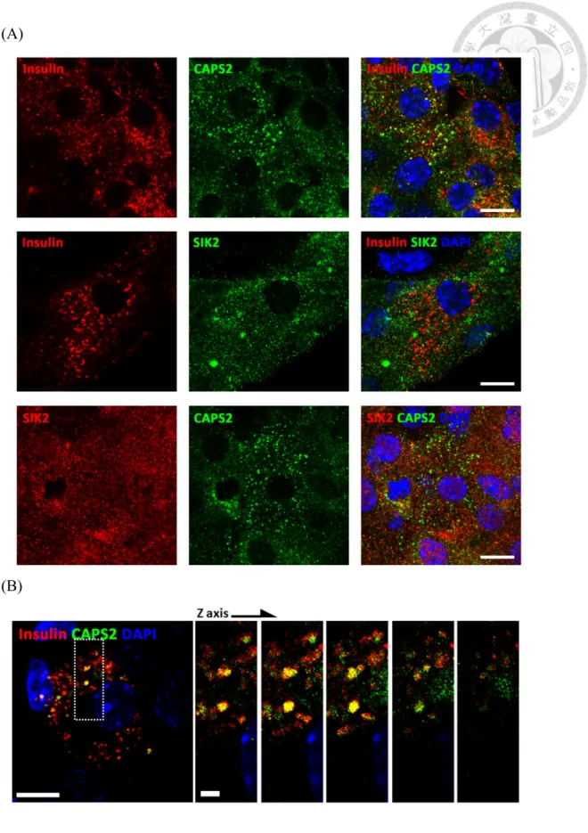 Figure 3. Subcellular localization of SIK2 and CAPS2 in mouse pancreatic β cell  (A)Wholemount  immunofluorescent  staining  on  isolated  mouse  islets  with  SIK2,  CAPS2, insulin antibodies by confocal imaging