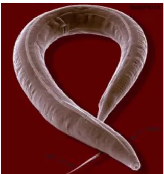 Figure 3-1. The worm image [113] 