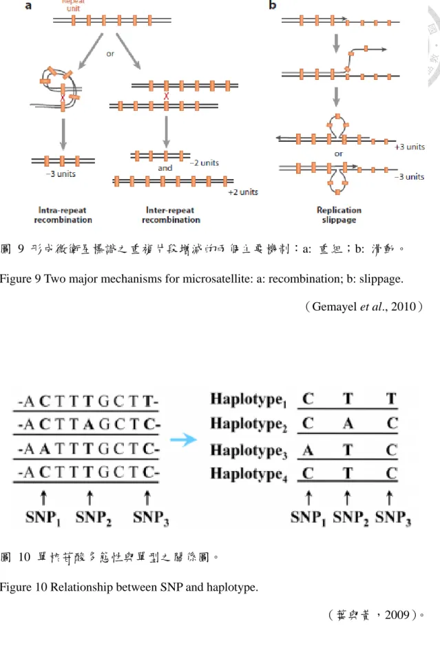 Figure 9 Two major mechanisms for microsatellite: a: recombination; b: slippage. 