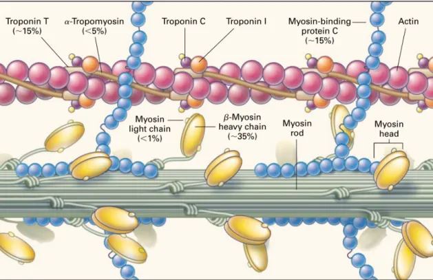 Figure 1-2 Proteins comprise cardiac myofilaments [5]. 