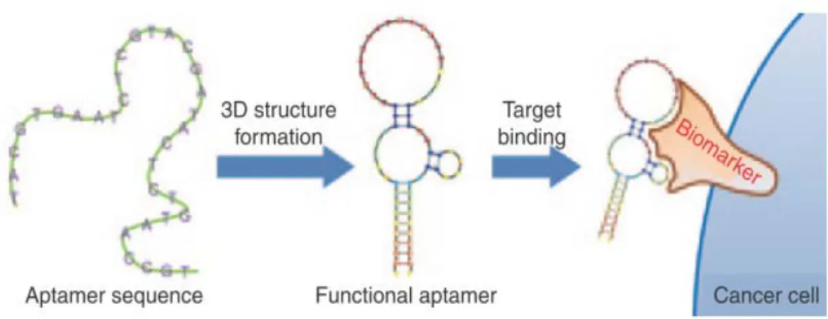 Figure 1-4 3D structures formation of aptamer and target binding [16].