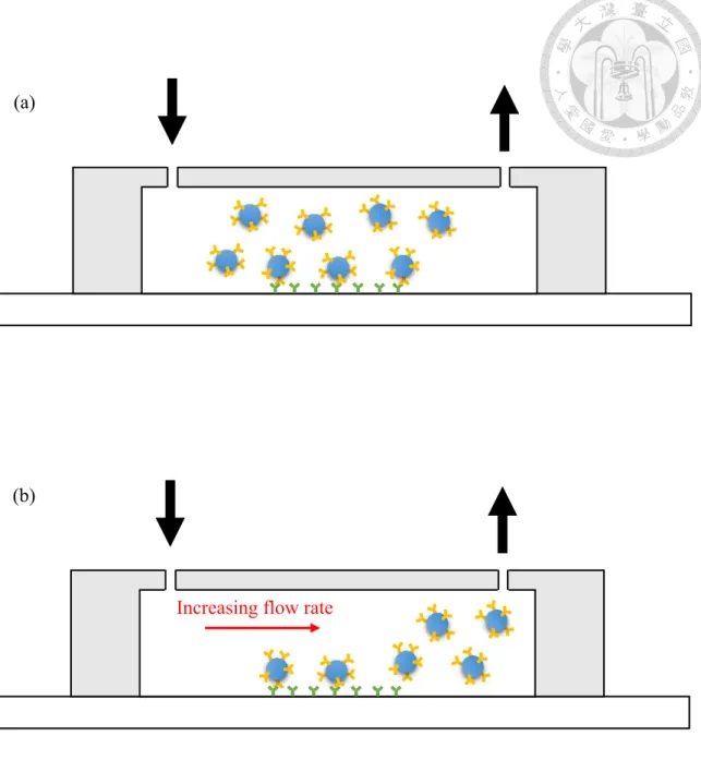 Figure 3-1 (a) Schematic diagram of microbeads in the microchannel for  immobilization
