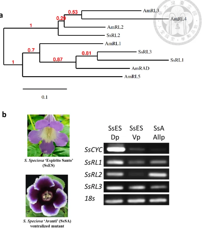 Figure 3     SsCYC and SsRAD-like genes expression profile in S. speciosa ‘Espirito  santo’ and S
