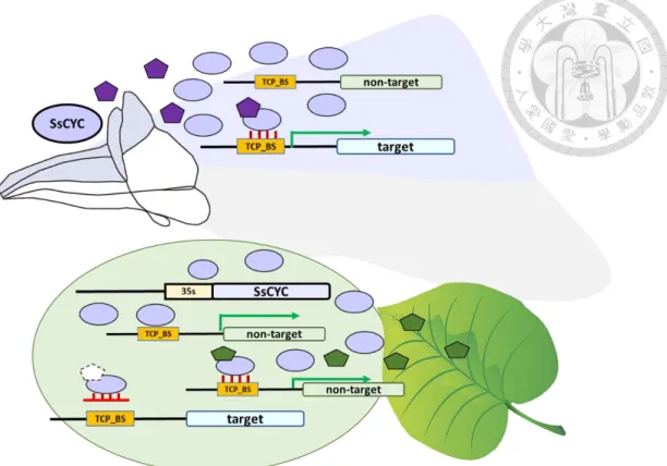 Figure 4    Possible bias that might occur in the dual-luciferase assay 