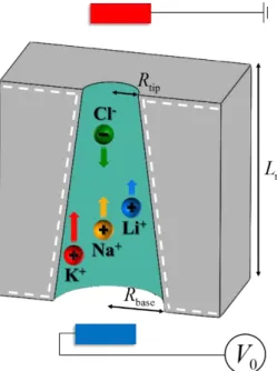 Figure 1-1. Schematic representation of the ion transport through a charged conical  nanopore of tip radius R tip , base radius R base , and length L n  connecting two large,  identical reservoirs filled with an aqueous salt solutoin