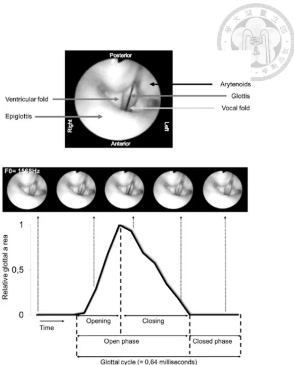 Figure 1- 14. Representative images of the vocal fold vibration. 