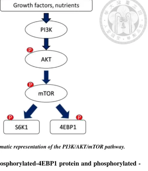 Figure 1 Schematic representation of the PI3K/AKT/mTOR pathway. 