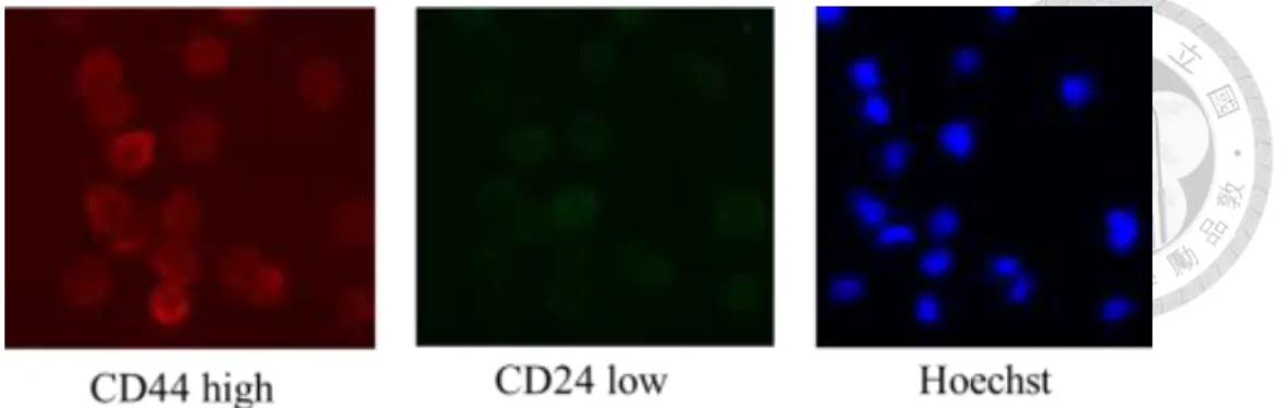 Figure 4 ABC-16TX1 PDCC exhibits stem cell characteristics (CD44 is high and  CD24 is low), which will likely lead to the ability of drug resistance
