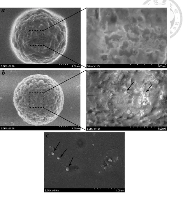 Figure 5.3 Scanning electron microscopy of enriched exosomes by immunomagnetic  approach and ultracentrifugation