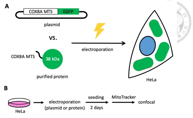 Figure 2. Schematic design for mito-EGFP transfection 