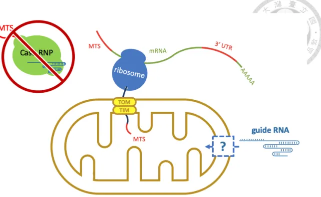 Figure 4. Co-translational mechanism for mitochondrial protein import 