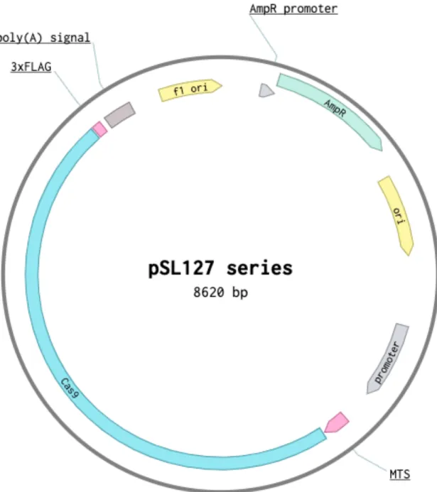 Figure 5. Plasmid map for pSL127 series 