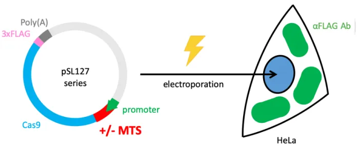 Figure 6. Schematic flow to determine localization of mito-Cas9s 