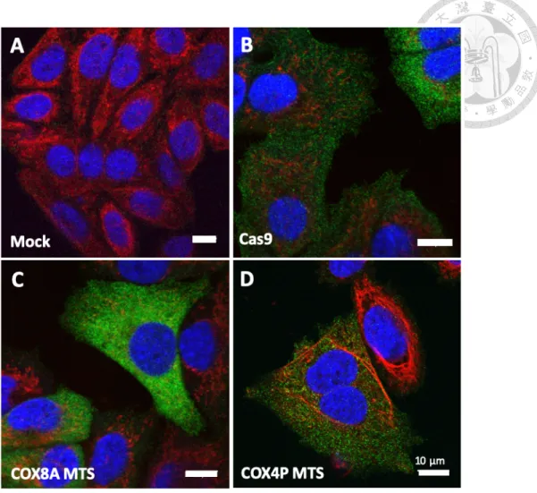 Figure 7. Common MTSs are not enough for mito-Cas9 to enter mitochondria