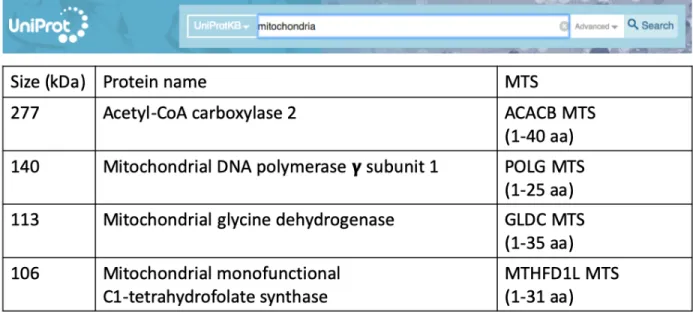 Figure 8. Candidate MTSs from large nuclear-encoded mitochondrial proteins on UniProt  To search a suitable MTS for mitochondrial import of such a large Cas9, which is about 160 kDa,  we found all the nuclear-encoded mitochondrial proteins on online protei