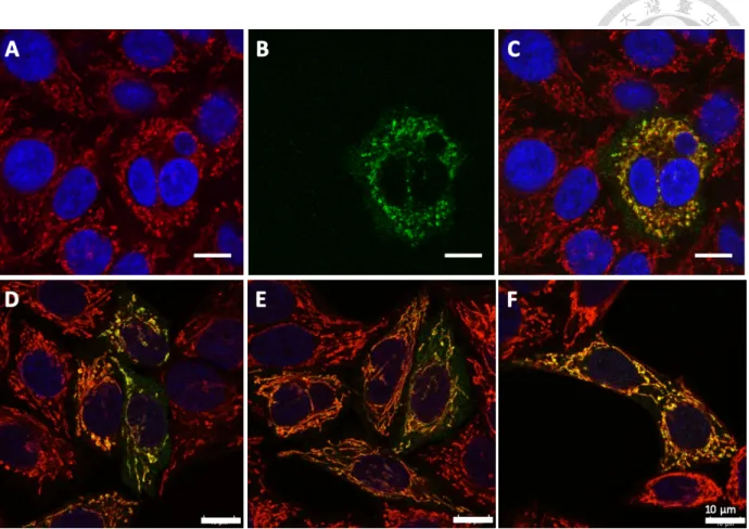 Figure 10. MTHFD1L MTS is suitable for mito-Cas9 