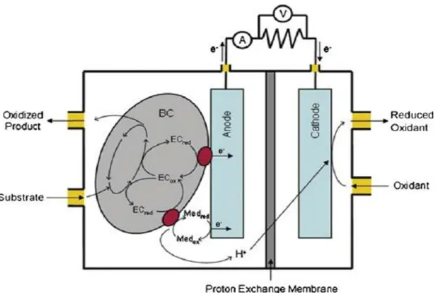 Figure 1-3 Schematic illustration of a microbial fuel cell.[7] 