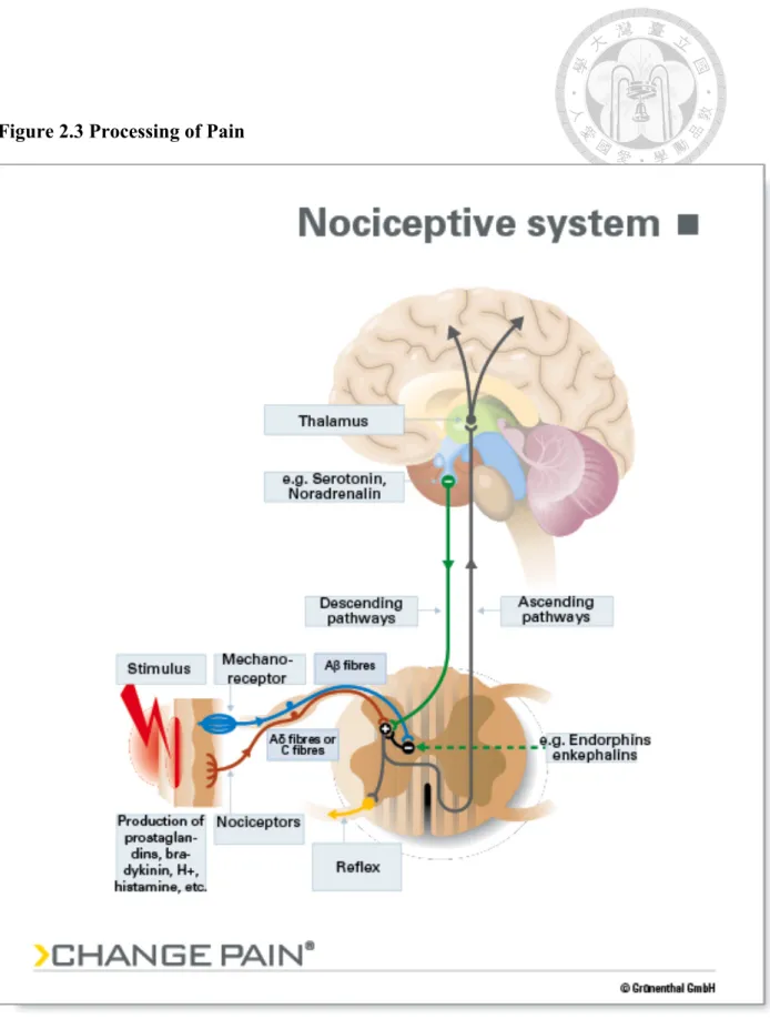 Figure 2.3 Processing of Pain 