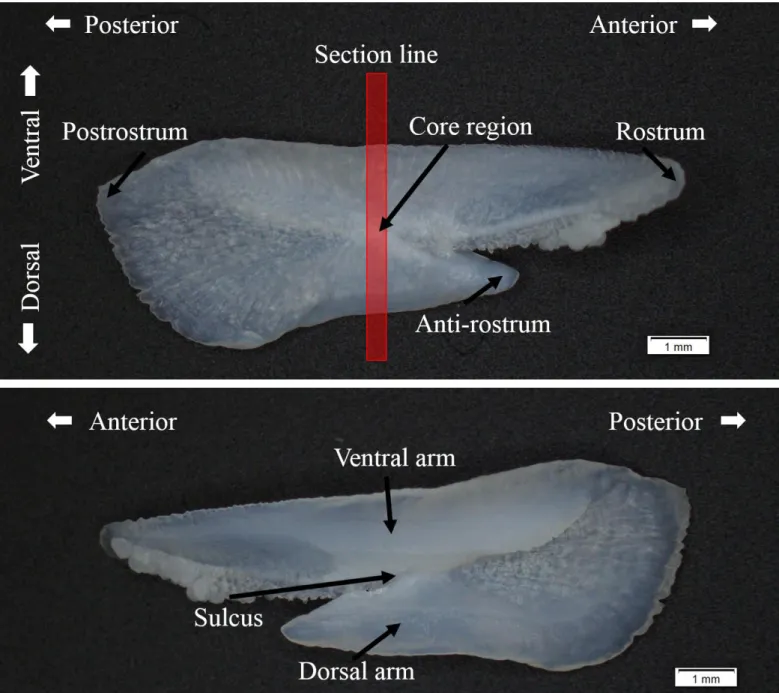 圖  5、土魠魚右側矢狀耳石構造，上圖為 distal side，下圖為 sulcus side，樣本為尾叉長 74 cm，體 重 3.7 kg 之雌魚。