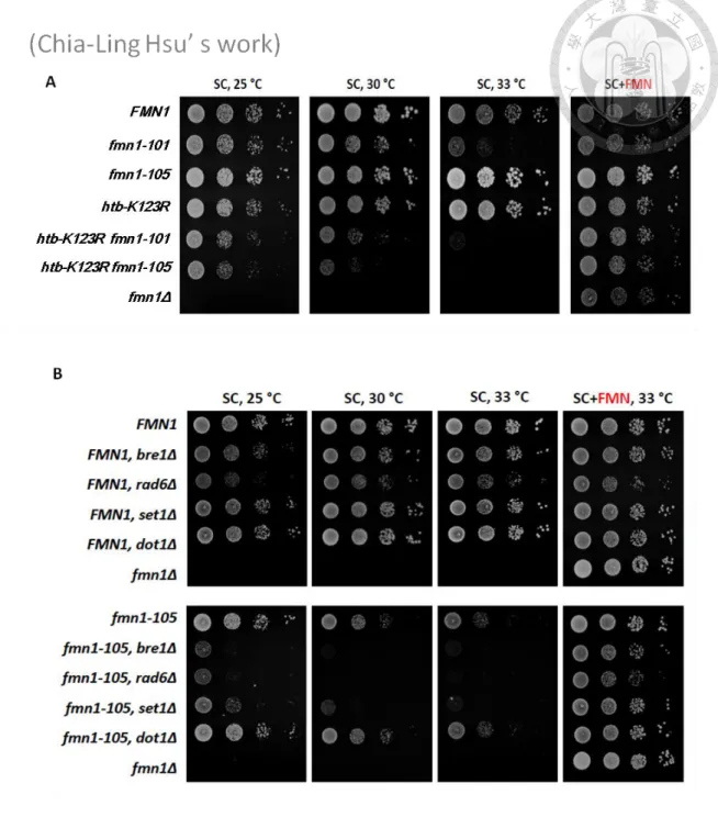 Figure 1. Mutation of FMN1 displays genetic interaction with SET1 and its upstream regulator 