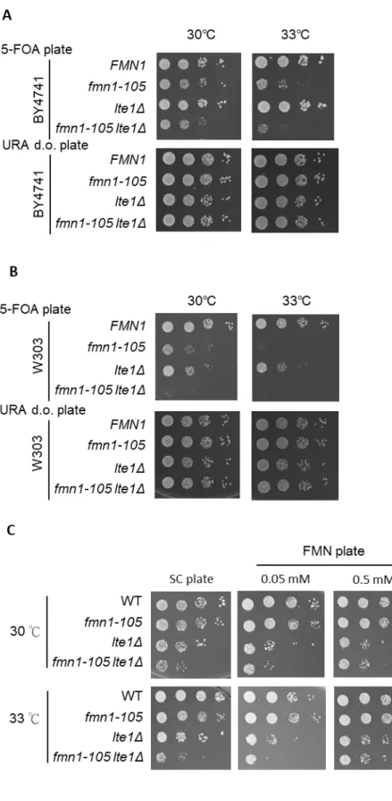 Figure 3. FMN1 displays genetic interaction with LTE1 in three different 