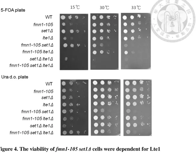Figure 4. The viability of fmn1-105 set1Δ cells were dependent for Lte1 