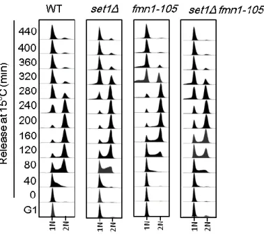 Figure 5. fmn1-105 lte1Δ cells delay in S phase 