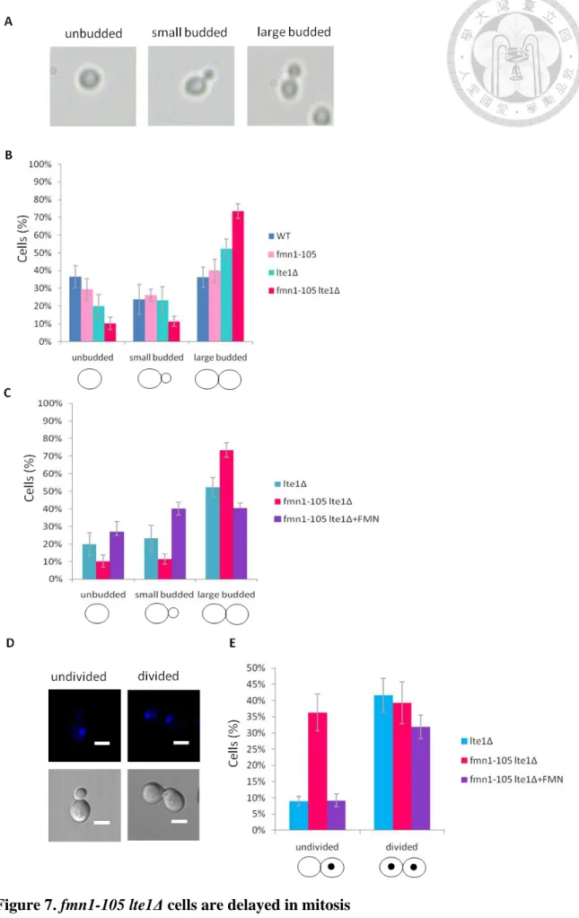 Figure 7. fmn1-105 lte1Δ cells are delayed in mitosis 