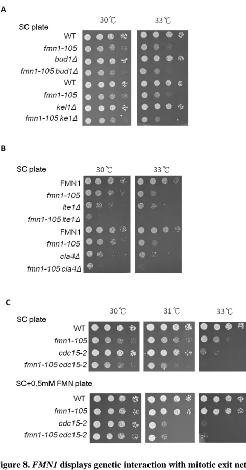 Figure 8. FMN1 displays genetic interaction with mitotic exit network regulators 