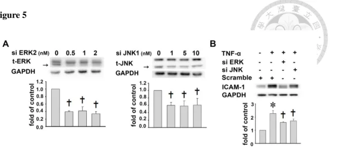 Figure 5: The effects of MAPKs phosphorylation on ICAM-1 expression in  TNF-α-treated A549 cells